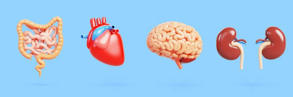 3d set of realistic human internal organs. Heart, brain, intestine, kidneys Stock Illustration
