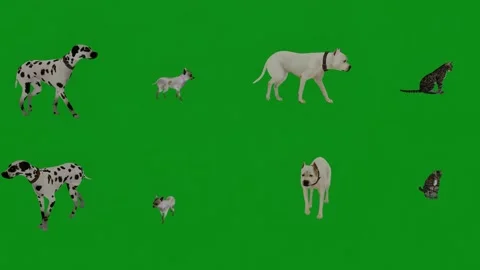 3D of several different pet dogs on a green screen eating, walking and grooming Stock-Footage 228056656