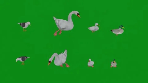 3D several ducks and different seabirds on green screen eating and walking and c Stock-Footage 228056570