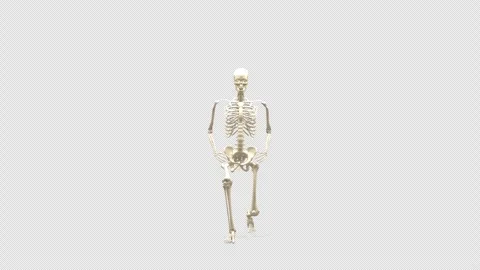 3D Skeletal System Forward Lunge Exercise 180 Rot View Isolated Alpha Stock Footage 343820992