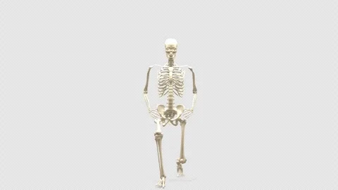 3D Skeletal System Forward Lunge Exercise Front View Isolated Alpha 库存影片 343821022