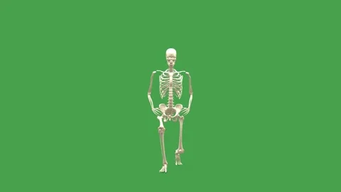 3D Skeletal System Forward Lunge Exercise 180 Rot View Chroma Key Green Stock Footage 343861087