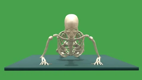 3D Skeletal System Prone Forearm Press Up Exercise 180 Rot View Chroma Key Green Stock Footage 342500252