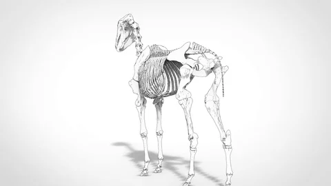 3d skeleton Anatomy of Horse with loop animation Vídeos de archivo 111749455