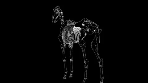 3d skeleton Anatomy of Horse with loop animation Vídeos de archivo 111749459