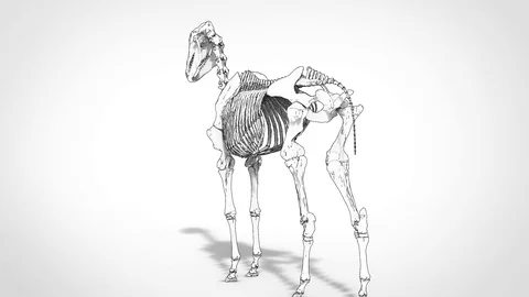 3d skeleton Anatomy of Horse with loop animation Vídeos de archivo 111749463