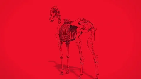 3d skeleton Anatomy of Horse with loop animation Vídeos de archivo 111749468