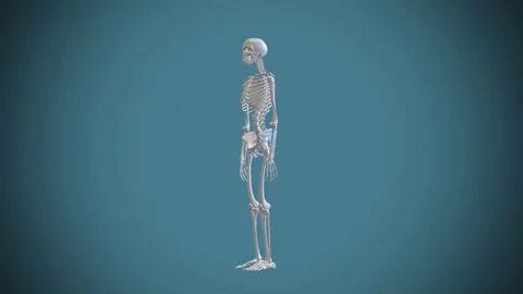 3d skeleton Anatomy of human with loop a... | Stock Video | Pond5