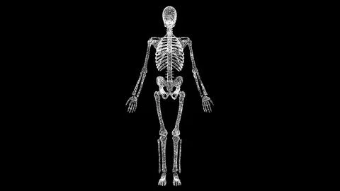 3D skeleton on black bg. Object dissolved white flickering particles. Busines Stock Illustration