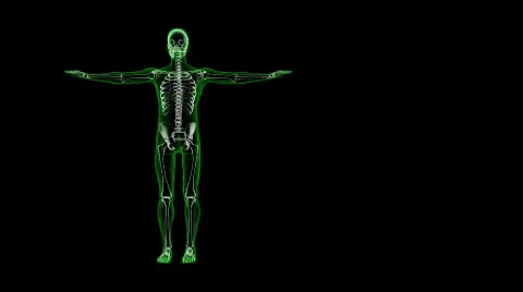 3D Skeleton with Skin Stock Footage 113664