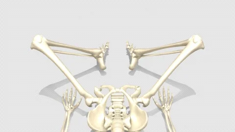 3D Skeleton System Supine Butterfly Stretch Front View Alpha Stock Footage 340122879