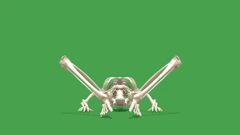 3D Skeleton System Supine Butterfly Stretch 180 View Green Screen Stock Footage 340128459