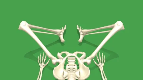 3D Skeleton System Supine Butterfly Stretch Front View Green Screen Stock Footage 340128475
