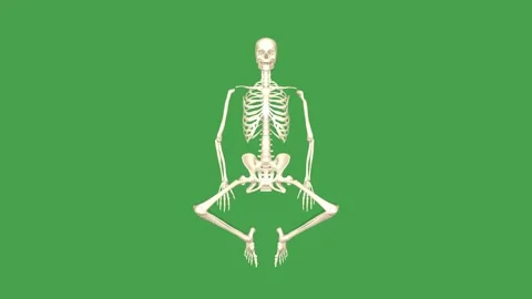 3D Skeleton System Supine Butterfly Stretch Top View Green Screen Stock Footage 340128494
