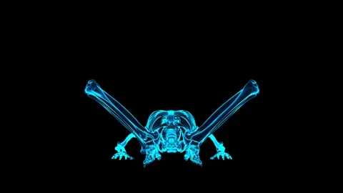 3D Skeleton System Supine Butterfly Stretch 180 View Hologram Stock Footage 340128519