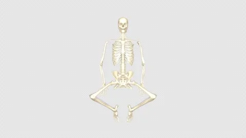 3D Skeleton System Supine Butterfly Stretch Top View Alpha Stock Footage 340128600