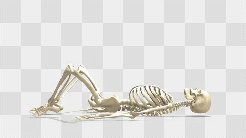 3D Skeleton System Supine Butterfly Stretch Side View Alpha Stock Footage 340128608