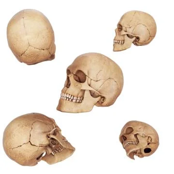 3d skulls defferent view Illustrazione stock