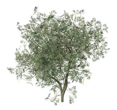 3D Small olive tree isolated Stock Illustration