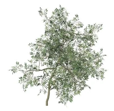 3D Small olive tree isolated Stock Illustration