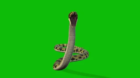 3D Snake Animation Biting and Crawling on Green Screen Stock Footage 312552876