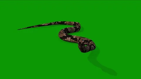 3D Snake Idle Scene Front Rendering Animation On Green Screen Stock Footage 311992079
