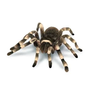 3D Spider Models Illustrazione stock