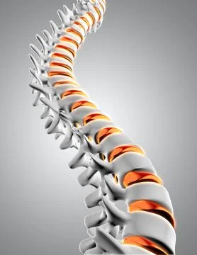 3D spine with discs highlighted 스톡 일러스트