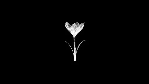 3D spring flower on black bg. Object dissolved white flickering particles. .. Illustrazione stock