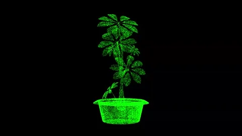 3D Spring flower in a pot rotates on black background. Decor and plants concept Stock Footage 250116279