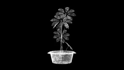 3D Spring flower in a pot rotates on black background. Decor and plants con.. 스톡 일러스트