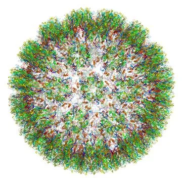 3D structure of Human papillomavirus type 16, associated with cancers. PDB 3J6R Stock Illustration