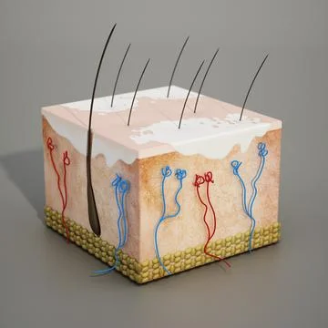 3D structure of a human skin section with vitiligo disease. 3D illustration Stock Illustration