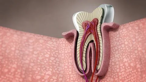 3D structure of a human tooth. 3D illustration Stock Illustration