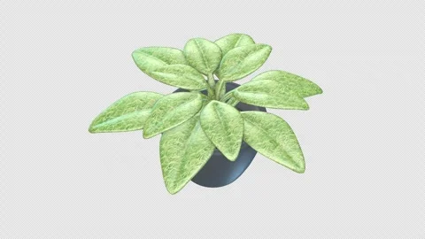 3D Stylized Plant Rotating on a Transparent Background. Seamless Loop. 4K Stock Footage 287554137