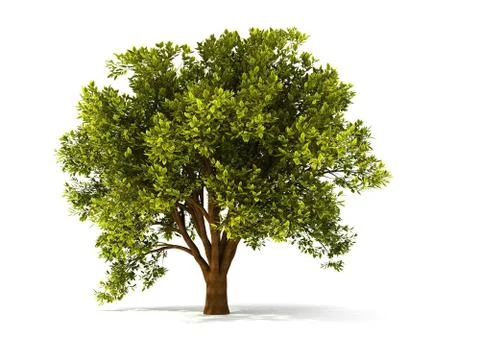 3d summer tree Stock-Illustration
