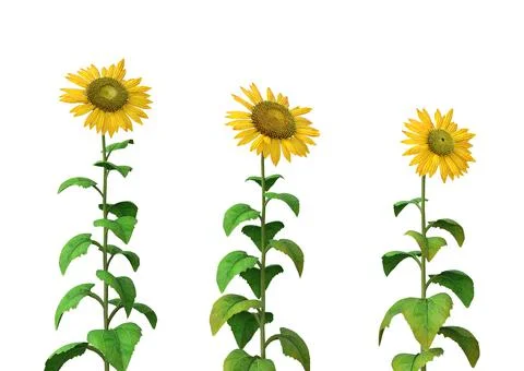 3D Sunflowers isolated Stock Illustration