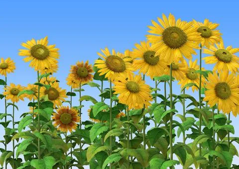 3D Sunflowers over blue Ilustración de archivo