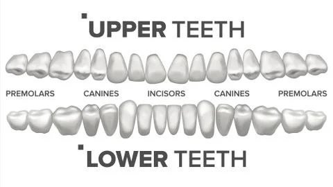 3D Teeth Set Vector. Human Upper And Lower Teeth. Dental Health. Stomatology Illustrazione stock