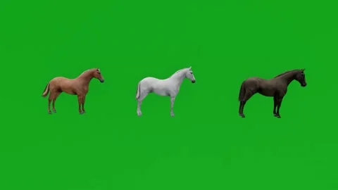 3d three different arabian racehorses on green screen eating and walking and wai Video stock 213893035