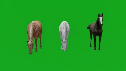 3D of three different thoroughbred racehorses on green screen waiting for the ra Video stock 213892289