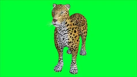 3d Tiger illustration with green screen background Stock Illustration