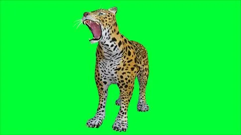 3d Tiger illustration with green screen background Stock Illustration