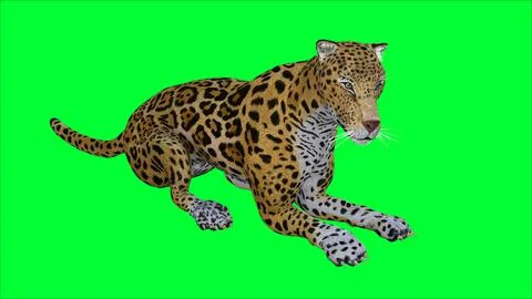 3d Tiger illustration with green screen background Stock Illustration