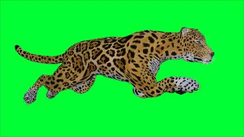 3d Tiger illustration with green screen background Stock Illustration
