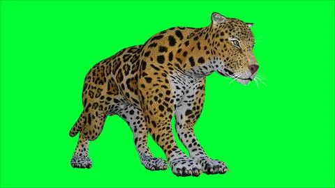 3d Tiger illustration with green screen background Stock Illustration