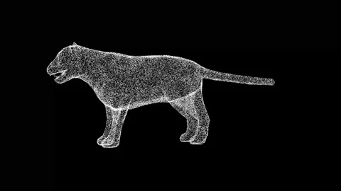 3D Tiger rotates on black background. Wild animal concept. King of Beasts Stock Footage 265222090