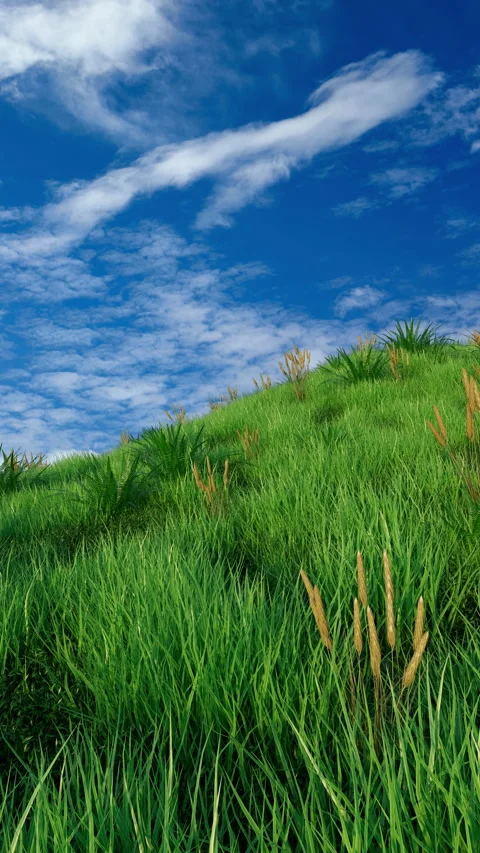 3D time-lapse animation of a vibrant green hill covered in dense grass and Stockbeeldmateriaal 316162715