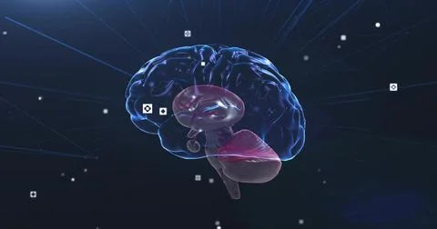 3D translucent brain model revealing inner anatomy in network environment, with Illustrazione stock