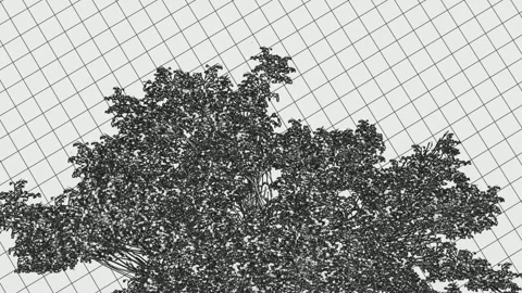 3D Tree Bush Reveal Animation Dark Background 動画素材 339641588